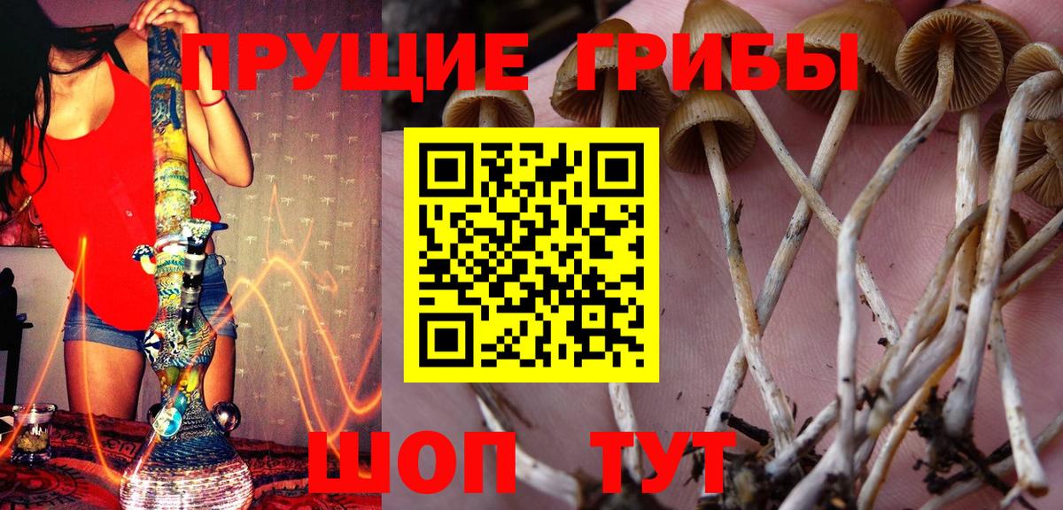 Псков  Псилоцибиновые грибы Psilocybine cubensis  Вход с VPN 